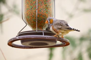 Best Hummingbird Feeder