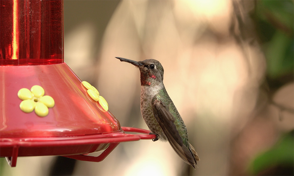 hummingbird feeder